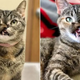 Tabby Cat Shot In The Face As A Kitten Finds Happiness In Life