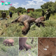 A Life Saved: How a Small Clue Rescued an Elephant Victim of Poisoned Arrows