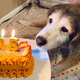 “Two Years of Unconditional Love: Celebrating the Special Day of My Furry Best Friend!”