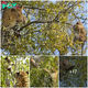 SQB.   Leopard’s Spectacular Leap: Capturing a Monkey in Mid-Air!