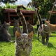 Is This The World’s Best Job Or What? A Cat Sanctuary With Over 600 Cats