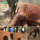 Resilience Rewarded: Elephant Cow Overcomes Injury with Compassionate Care