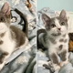 ‘Dalmatian’ Kitten And Her Calico Sister Get A Fresh Start In Life