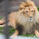 The Ultimate Guide to Lion Care: Tips for Happy and Healthy Lion H22