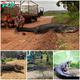 STB Unbelievable Moment: Massive 22-Foot Alligator Halts American Resident’s Vehicle, Issues Unexpected Dinner Request, Astonishing Onlookers! STB
