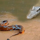 f.The horrifying confrontation between a stupid crocodile and a 1000V electric eel (Video).f