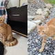 Devoted Cat Travels 40 Miles Over Two Months Just To Find His Missing Family