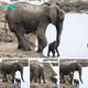 Dont Miss! Reѕсᴜe in the Mud: Mother Elephant Saves Calf Trapped During Bath Time