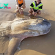 SV Two fishermen were shocked when they came across a giant sunfish estimated to be about 2.5 meters long and weighing several hundred kilograms washed up on Goolwa Pipico beach, 25km east of the Murray River estuary.