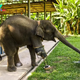 SN Happy Moments of a Three-Legged Elephant Taking Its First Four-Step Walk in Over Eight Years