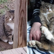 This Feline Went From A Skittish Feral To A Loving Lap Cat