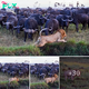 The rule is overturned: The moment the lion jumped into the river to escape when cornered by a herd of buffalo