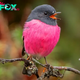 QL Admire the dazzling beauty of the pink Robin bird.