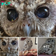 One Day Rescue finds Zeus, a blind owl with eyes glistening like galaxies, symbolizing hope and celestial beauty