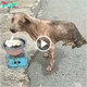 Perro abandonado con solo dos patas sobrevivió pero nadie lo ayudó
