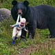 Bear Refuses To Let Baby Go – Ranger Bursts Into Tears When He Discovers Why