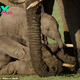 QL Heartfelt fаrewell: Baby Elephant’s Tearful Goodbye to Mother Before Elephant Orphanage Journey.