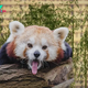 The Enigmatic Charm of the Red Panda: Exploring the Mysteries of a Himalayan Icon