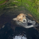 “The Amazing Story of the Dog in the Abyss: His Battle with Hunger and Cold After Falling into a Deep Well”