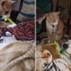 Cat Takes Care Of His Canine Sibling, Melting Viewers’ Hearts But Confusing The Dog