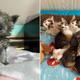 Kitten Adopted By A Feline Family Gets A New Chance At Life