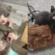 Tiny Kitten Gets Rescued In The Nick Of Time And Finds A Fur-iend
