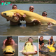 Record-Breaking Catch: Fishermen Land the Most Distinctive and Heaviest Golden Catfish in the Ebro River