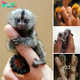 Explore the Adorable Pygmy Marmoset: The World’s Smallest Monkey