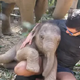 QL Audiences Are Enthralled by the Moving Bonds of Elephant Calves ‎