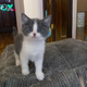 ntt.Home Sweet Home: Stray Kitten’s Enthusiastic ‘Supervision’ in Her New Abode Will Melt Your Heart!