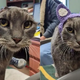 Stray Cat Loses Ears To An Infection But Gets New Crocheted Ones Instead