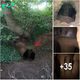 Explorer Astounded: Discovers ‘Knights Templar’ Cave Hidden Beneath Tree