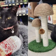 Rescue Kitty Finds A New Home In A Liquor Store