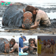 Devoured: the terrifying moment a brave young mother fought for more than three hours to keep her beloved horse calm as the tide crashed in on the animal after it got stuck in the mud ‘like quicksand’ ‘.