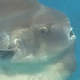 nht.An “extremely rare” sunfish was discovered off Sydney’s Northern Beaches.