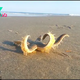SC “Marvel at Nature’s Wonders: Watch a Starfish ‘Walking’ on the Beach Before Returning to the Ocean!” SC