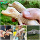 Adorable Arrival: Two Albino Alligator Babies Born at Wild Florida Zoo