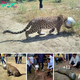 El leopardo quedó con la cabeza atrapada en un utensilio de aluminio debido a una sed extrema, y de repente la oscuridad lo envolvió.