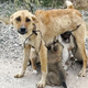 The Adventures of Mother Dog Cobra: Leading Her Puppies to Safety, Overcoming Despair