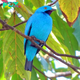 QL Marvel at the Mystique of the Sky-Blue Beauty: Plum-throated Cotinga Varieties