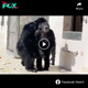 Momento emocionante: Chimpancé cautivo experimenta el cielo por primera vez después de 29 años en un conmovedor video