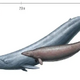 Colossus the enormous 'oddball' whale is not the biggest animal to ever live, scientists say