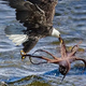 .Emotional Encounter: Captured on Camera, Eagle and Octopus Engage in Touching Struggle, Culminating in Sorrow..D