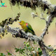 QL Discovering the Magnificent Indigo-Winged Parrot: A Vibrant Jewel of the Bird Kingdom