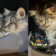 Blind Cat Leads A Family To Her Kittens After Looking For A Home Her Whole Life