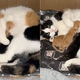 Calico Mama Cat Welcomes An Abandoned Kitten Into Her Litter
