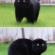 tph.”Exploring the Enigmatic Charm of African Black Cats: Unveiling the Allure of These Graceful Felines”.tph