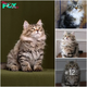 “Meet Katty: The Stunning Furry Cat Dominating Instagram with Style!”Sw