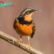 QL Unveiling the Enigmatic Charms of the Varied Thrush: A Symphony of Hues and Serenades in the Pacific Melody’s Spotlight