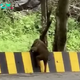 QL Heartwarming Encounter: Mother Elephant Helps Calf Overcome Roadside Barrier